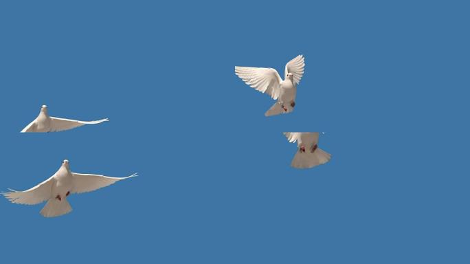 鸽子在蓝色背景上飞翔
