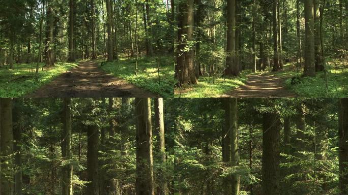 高清: 森林