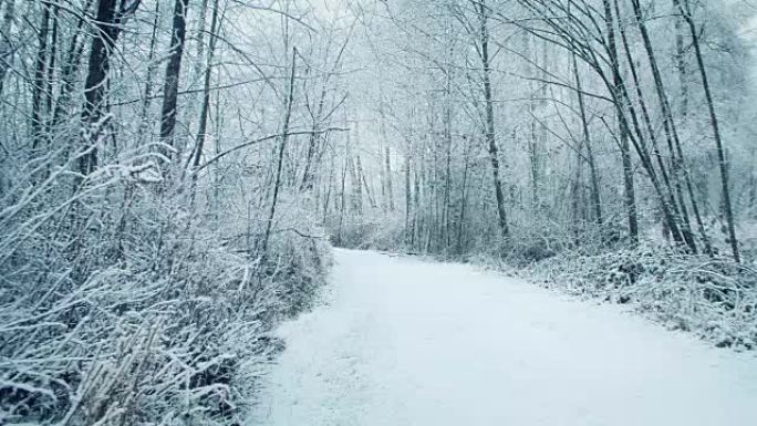 降雪中的林地路径