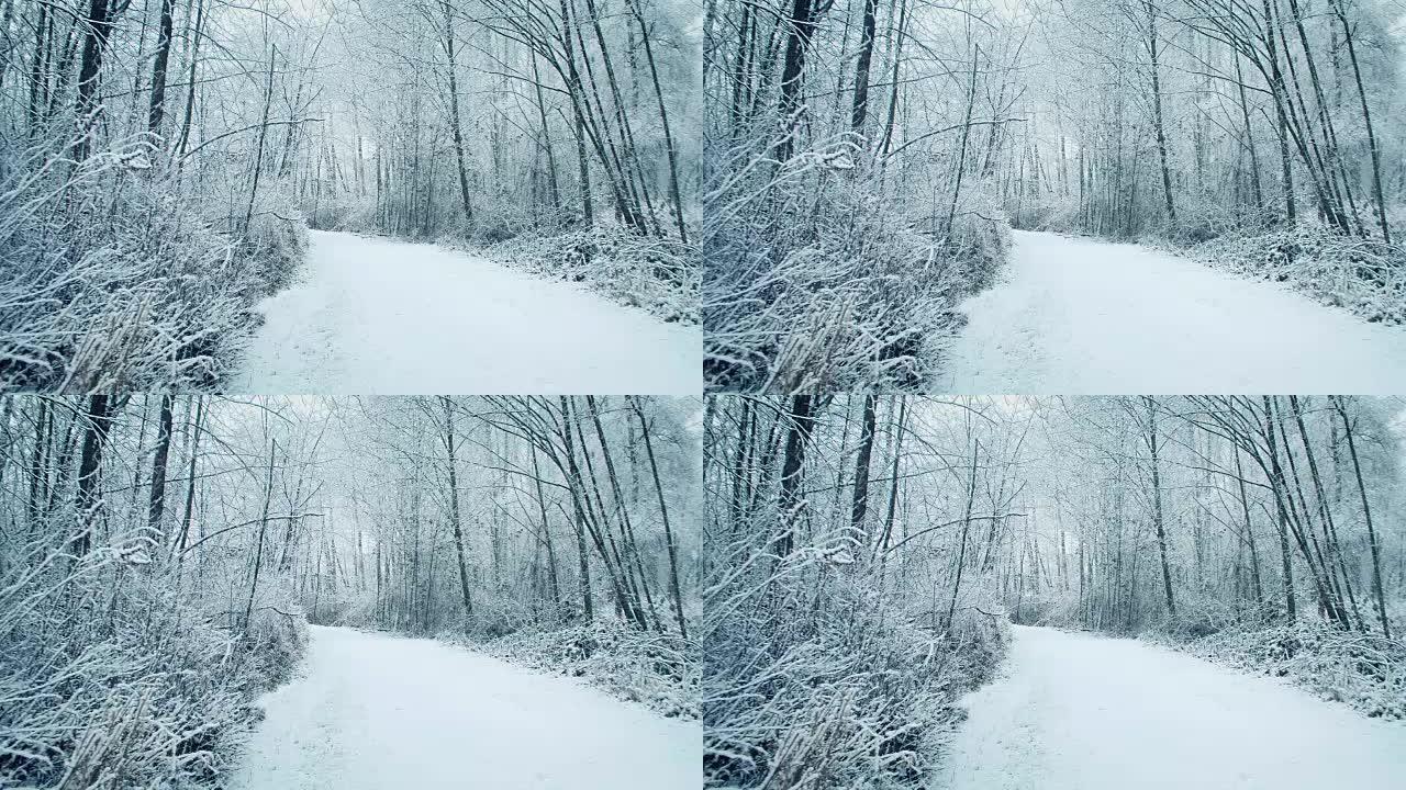 降雪中的林地路径