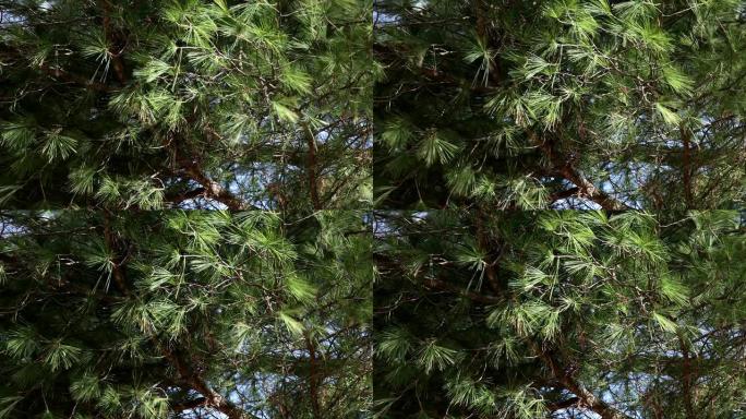 风中的冷杉树-HD 30P