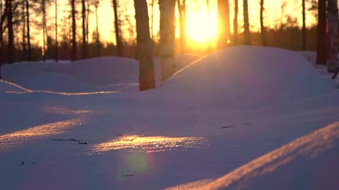 冬季，日出的光芒照耀在白雪皑皑的白桦林中的裸露树梢上