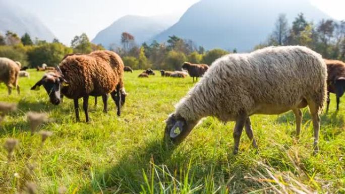 晴天在草地上放牧的绵羊