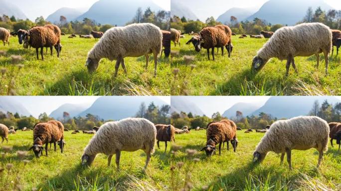 晴天在草地上放牧的绵羊