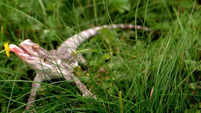 大胡子龙在草地上吃毛茛
