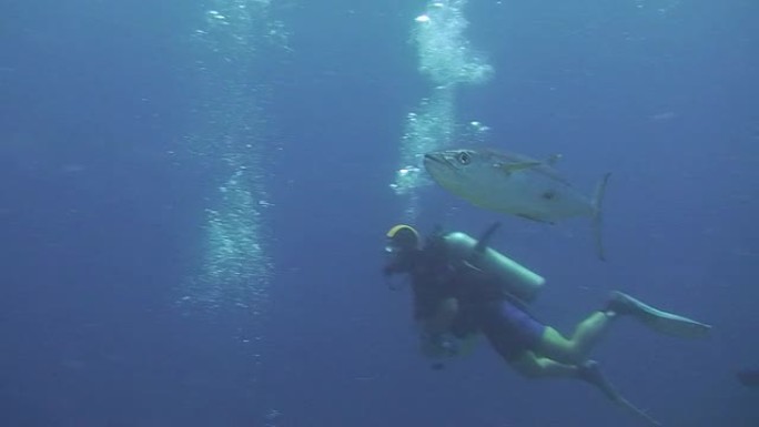 金枪鱼海底世界