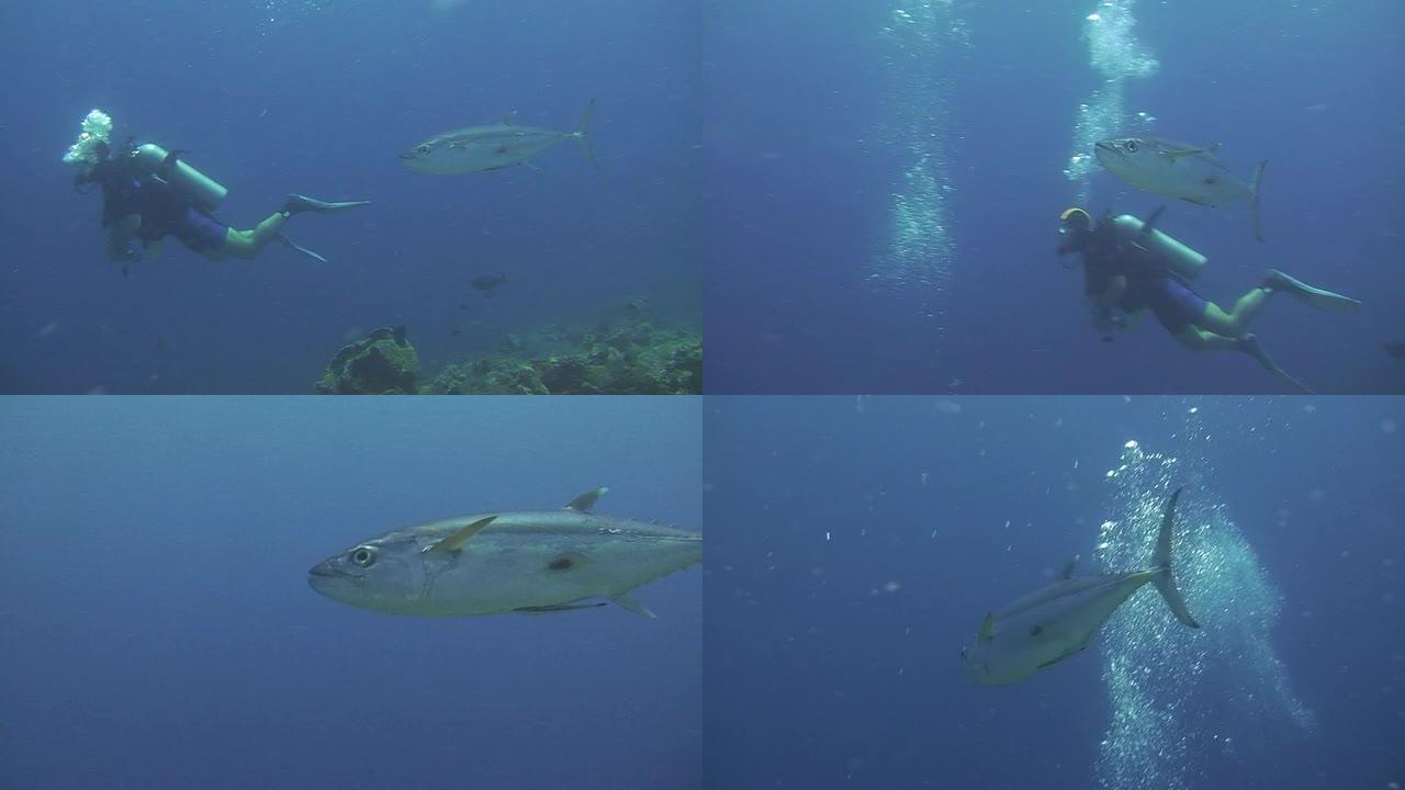 金枪鱼海底世界