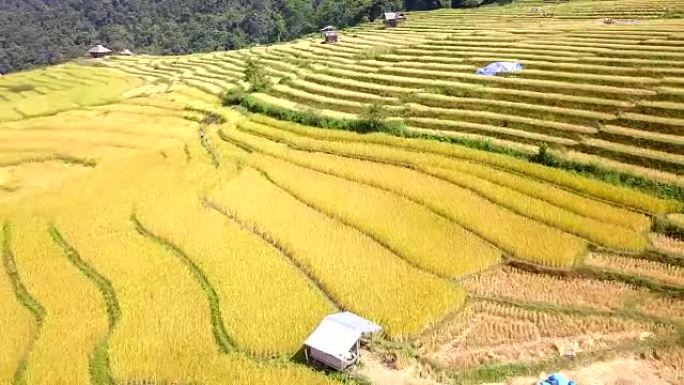 泰国北部清迈Mae Chaem pa pong pieng的dorn Rice Terrace水稻梯