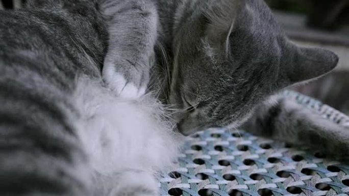 小猫睡觉舔她的爪子