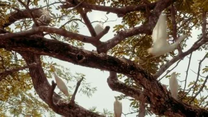 白牛白鹭在树上。