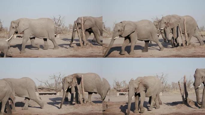 大象在博茨瓦纳Khwai私人保护区的鬣狗潘地下摄影前喝酒