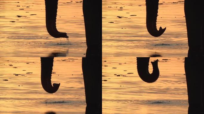 奥卡万戈三角洲日落时，剪影中的大象公牛从河上饮用