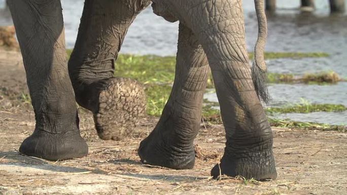 大象腿走路的慢动作，博茨瓦纳