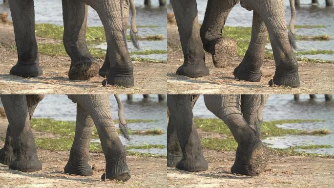大象腿走路的慢动作，博茨瓦纳