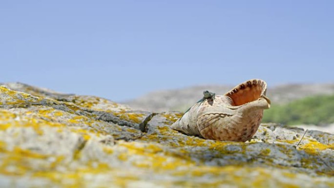 贝壳和阳光岩石上的蜥蜴