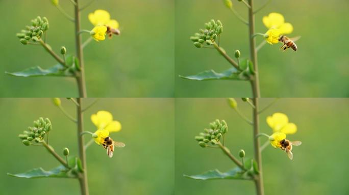 蜜蜂在油菜花周围飞翔