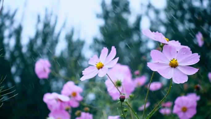 慢动作，雨中开花