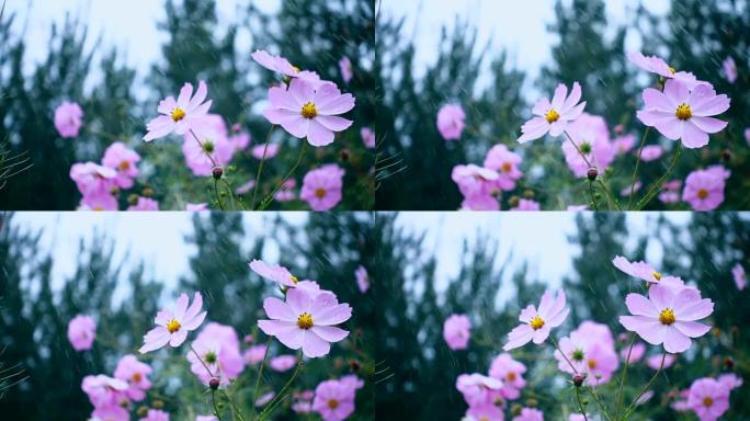 慢动作，雨中开花