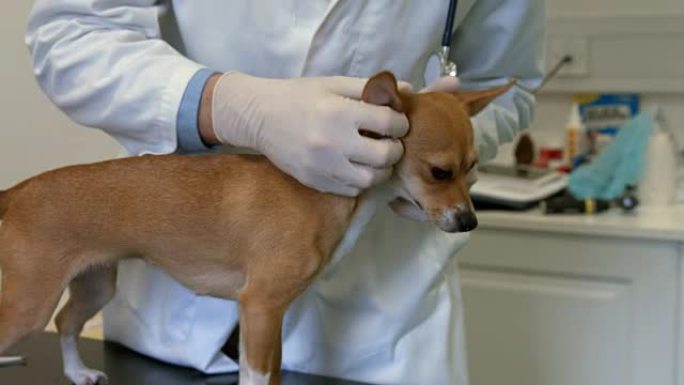 兽医在他的办公室检查小狗