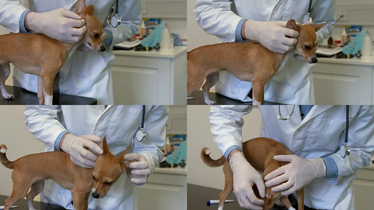 兽医在他的办公室检查小狗