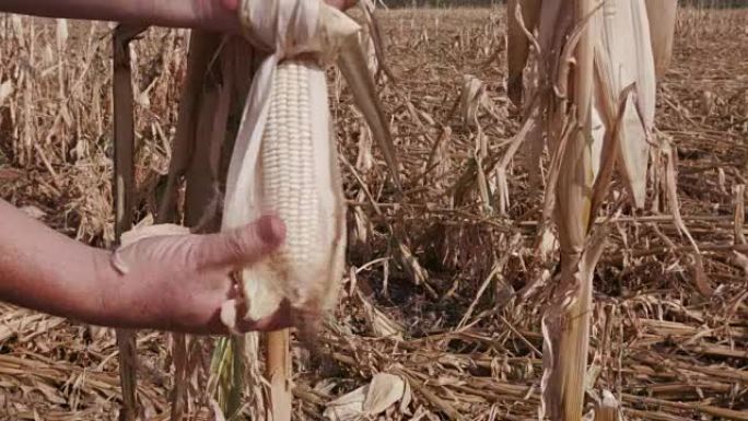 农民双手打开干玉米棒的特写