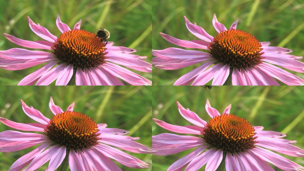 紫锥菊与大黄蜂