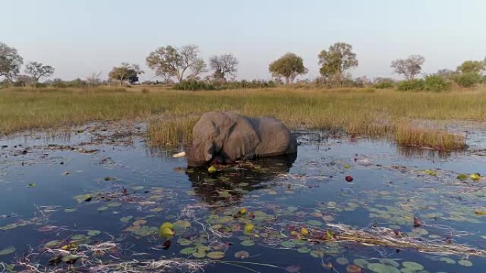 在奥卡万戈三角洲的一条河中，一头大象以水lillies为食的空中特写镜头