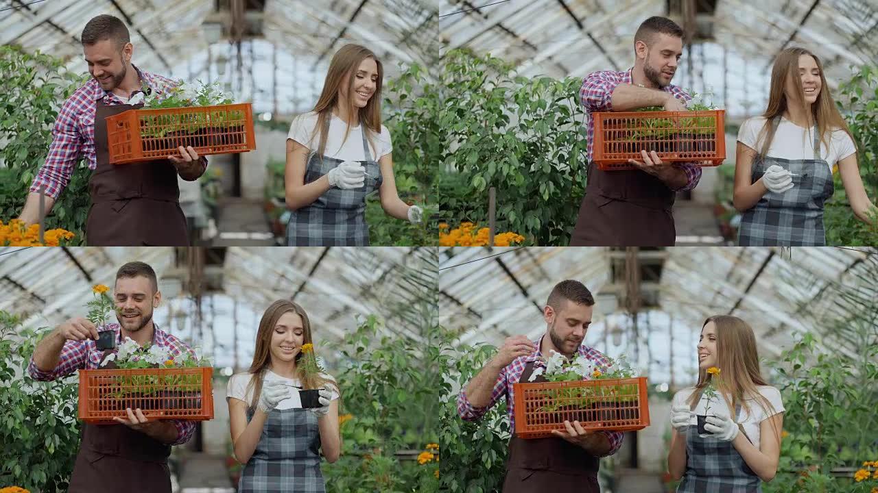 年轻迷人的花店夫妇在围裙在温室工作。开朗的男人带着一盒鲜花说话的女人松开植物