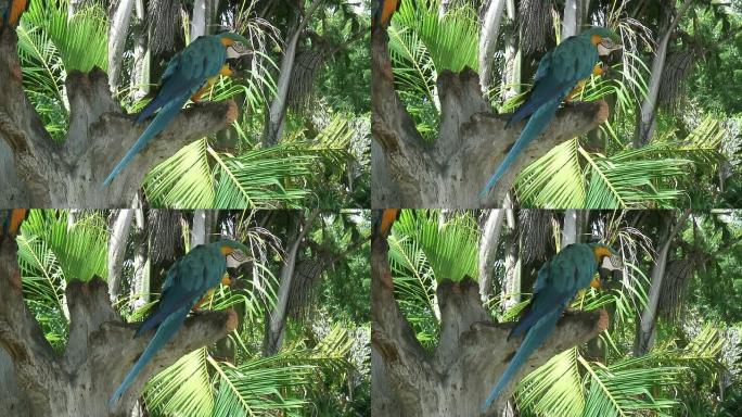 树荫下的鹦鹉3-HD 60i