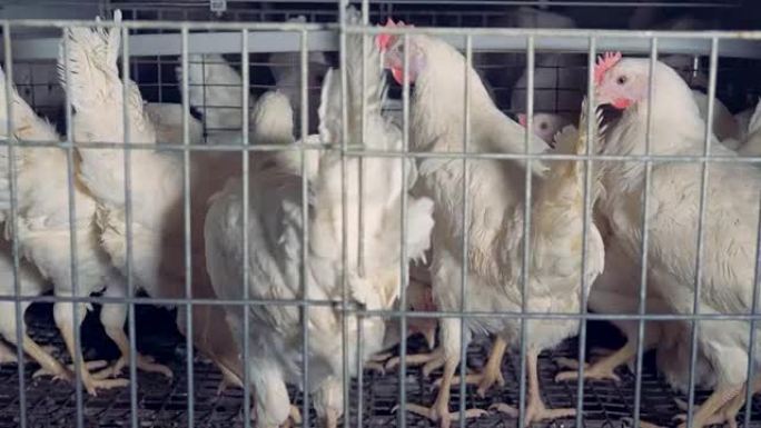 几只母鸡坐在笼子里，靠近。