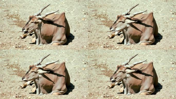 麋鹿（HD）动物园野生小鹿茸保护生物多样