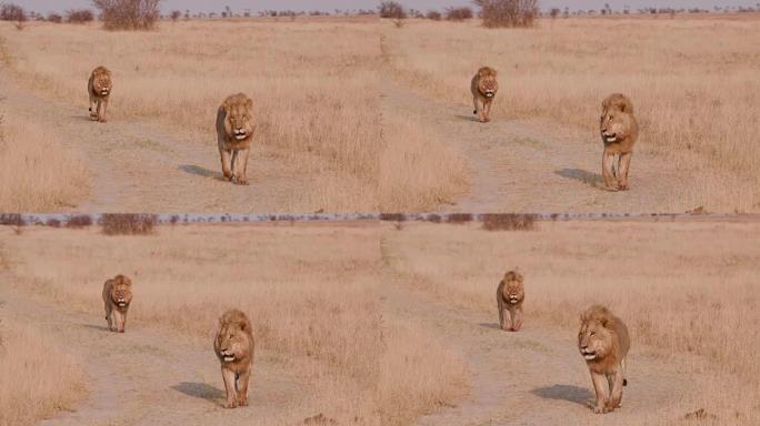 两只邮件狮子走向相机，博茨瓦纳