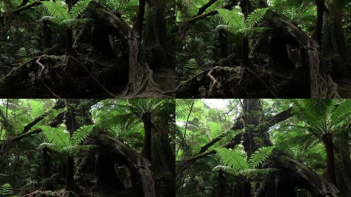 慢镜头:年轻的蕨类植物生长在巨大的老树下，树根过度生长