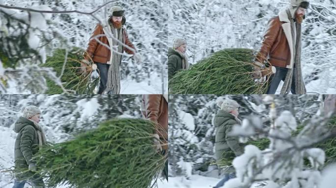 男人和男孩背着圣诞树回家