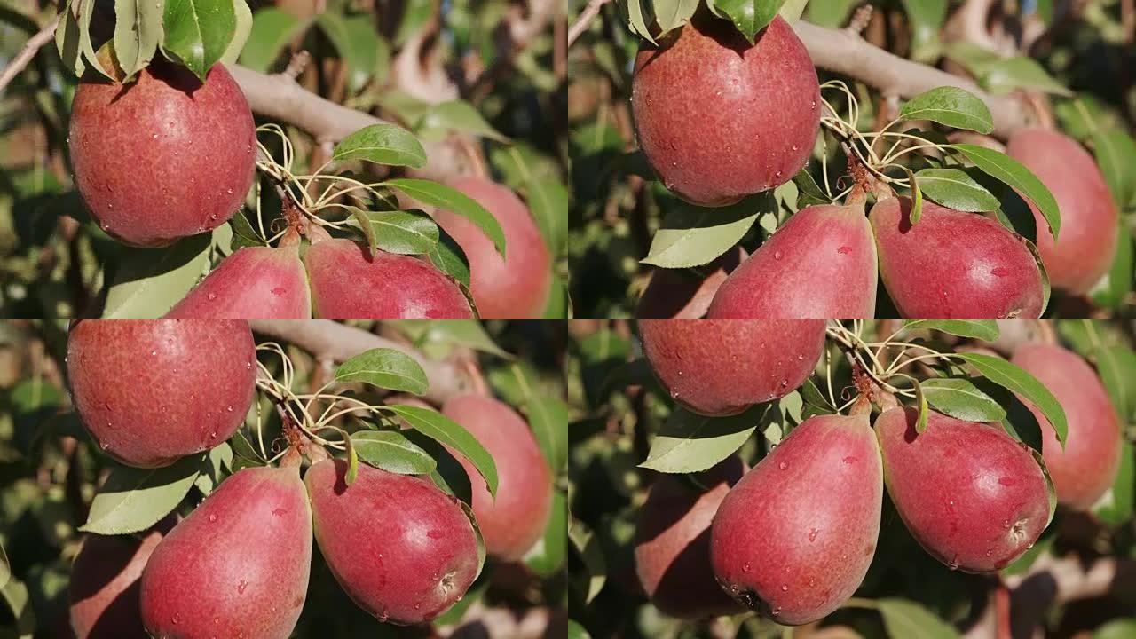 果树上生长的一堆梨