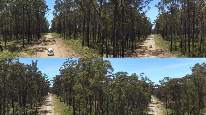 空中: 白色SUV汽车沿着肮脏的道路行驶，穿过广阔的茂密森林