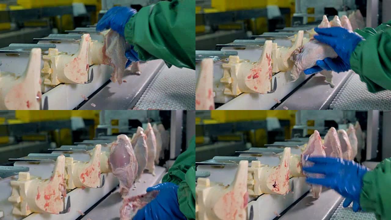 戴着手套的工人将每个鸡胸肉垂直放置。