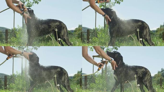 慢动作特写: 年轻的黑狗在玩耍后平静地喜欢被洗。