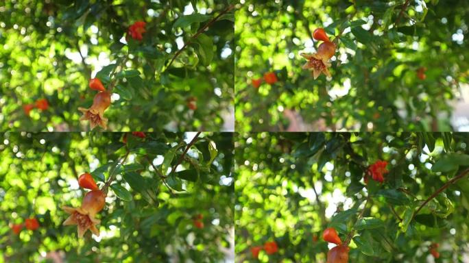 石榴石树的果实。