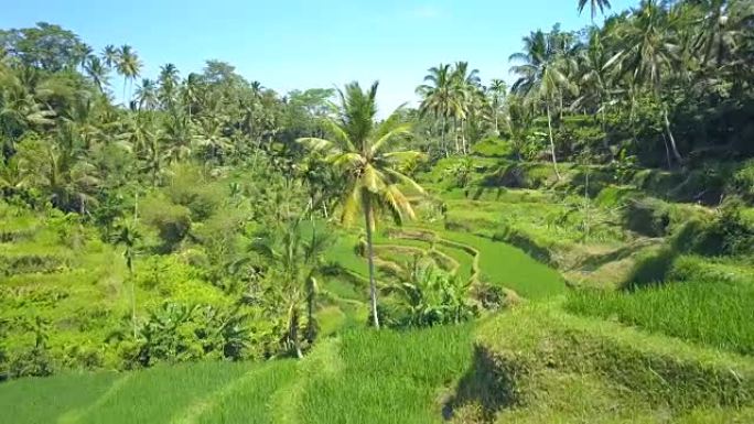 空中: 在令人惊叹的稻田上起伏的水稻梯田和椰树