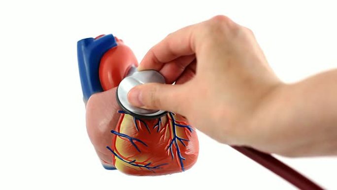 人体心脏模型心脏模型心脏素材心脏视频