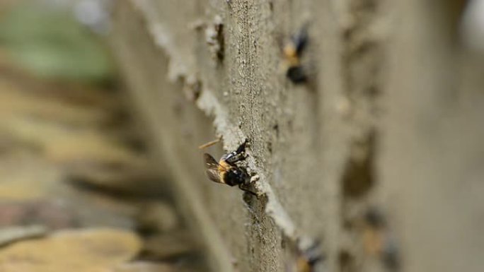 蜜蜂昆虫蜇人攻击