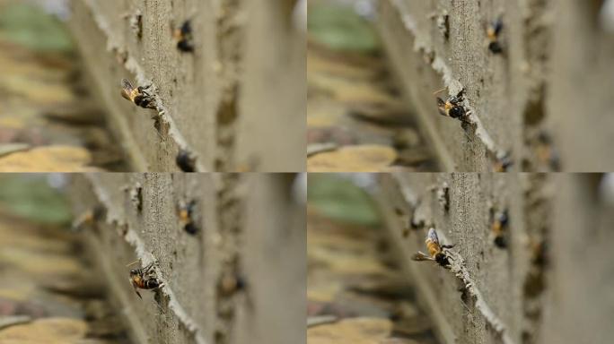 蜜蜂昆虫蜇人攻击