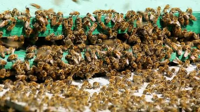许多蜜蜂在蜂箱前飞翔+音频
