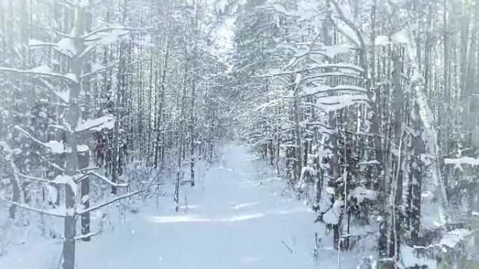 空中冰冻的冬季森林茂密，森林灌木丛，降雪和阳光4k uhd