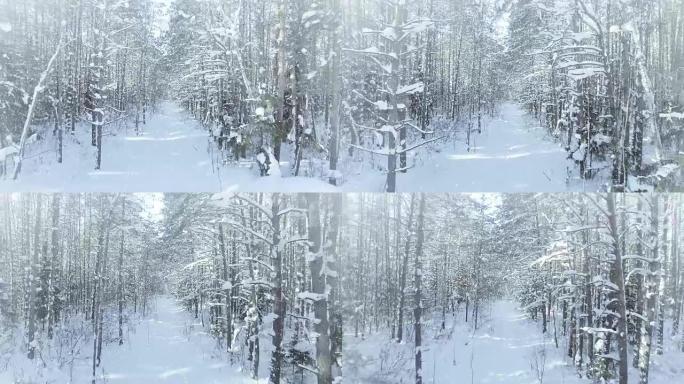 空中冰冻的冬季森林茂密，森林灌木丛，降雪和阳光4k uhd