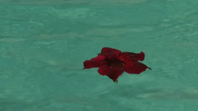 漂浮在水面上的红花