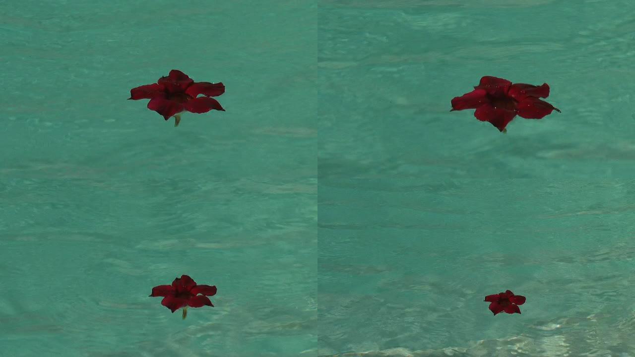 漂浮在水面上的红花