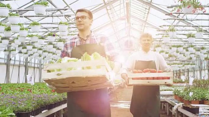 两名工业大棚工人提着装满蔬菜的箱子。人们对他们正在种植的有机食品微笑和快乐。