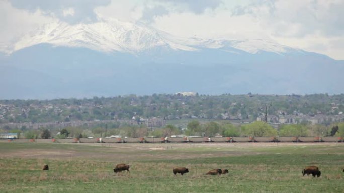 高清视频野牛和白雪皑皑的落基山脉